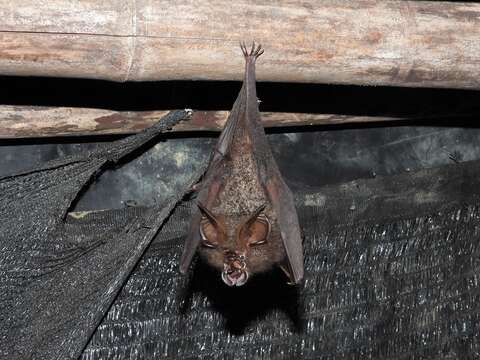 Image of Great Woolly Horsehoe Bat