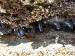 Image of Holothuria (Selenkothuria) lubrica Selenka 1867