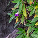 Image of <i>Primulina drakei</i>