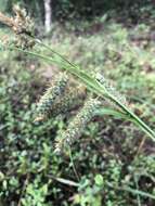 Image of southern waxy sedge