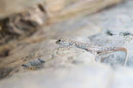 Image of Blandford's Semaphore Gecko