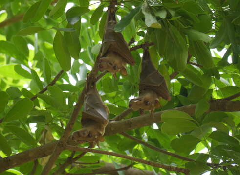 Image of Gambian Epauletted Fruit Bat