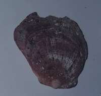 Image of Spinous Scallop