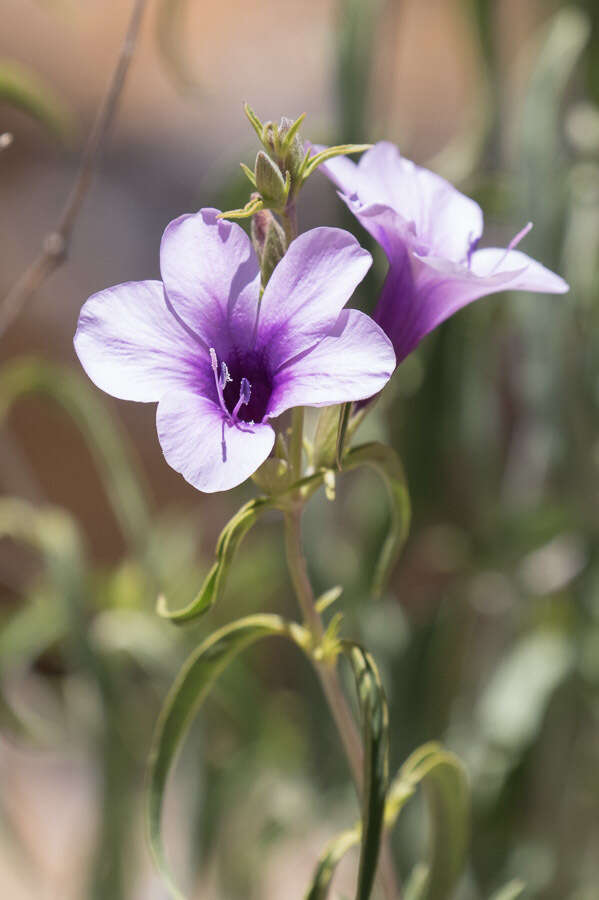 Image of Barleria lancifolia subsp. lancifolia