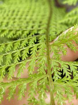 Image de Athyrium microphyllum (Sm.) Alston