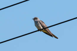 Image of Oriental Cuckoo