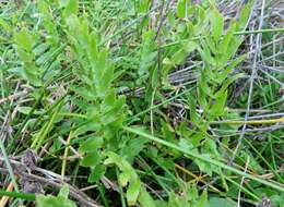 Imagem de Berula erecta subsp. thunbergii (DC.) B. L. Burtt