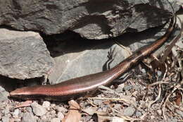 Plancia ëd Chalcides coeruleopunctatus Salvador 1975