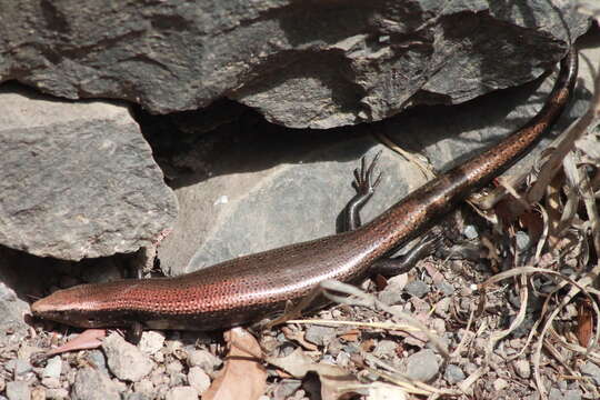 Plancia ëd Chalcides coeruleopunctatus Salvador 1975