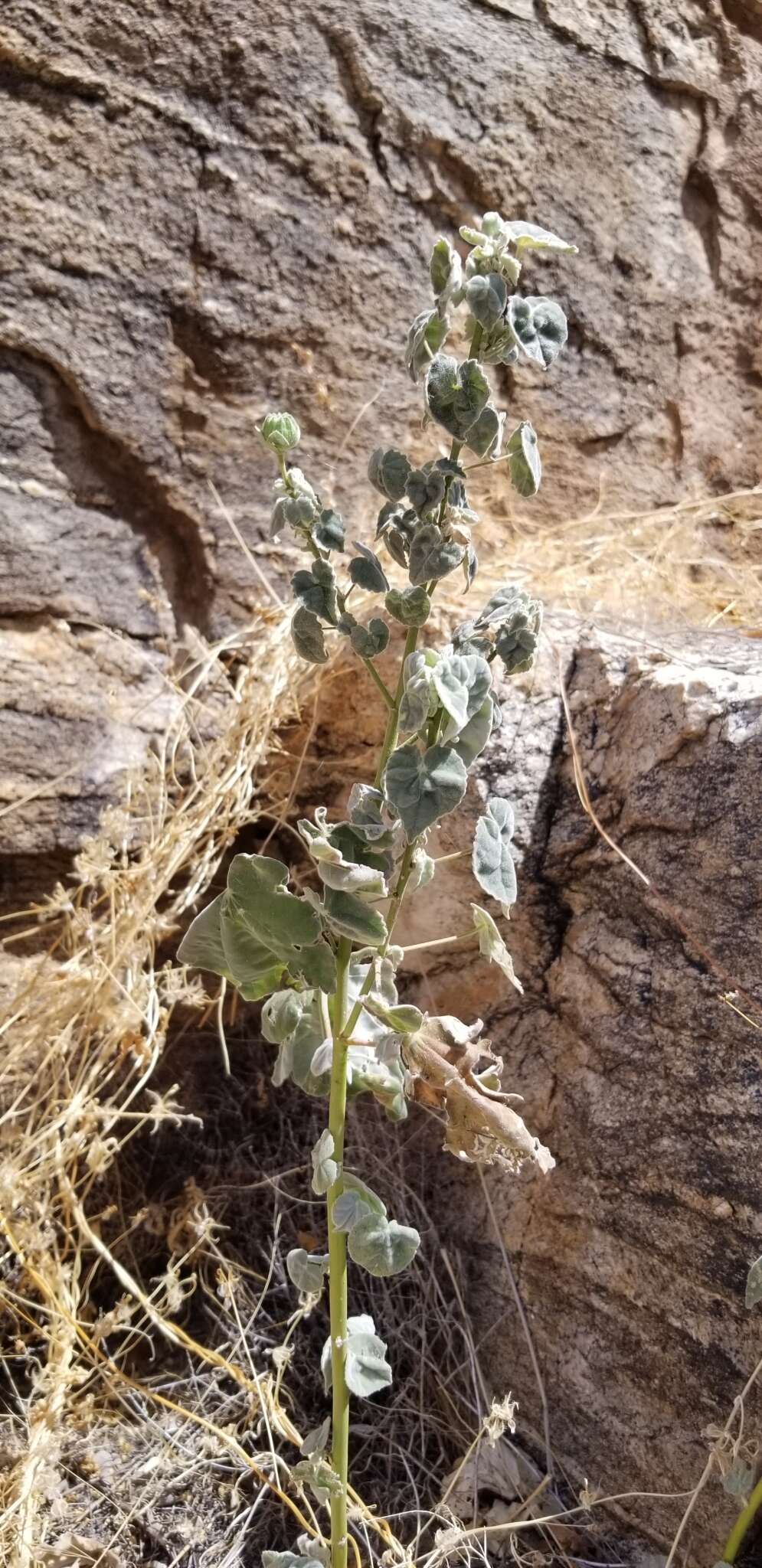 Image of yellowflower Indian mallow