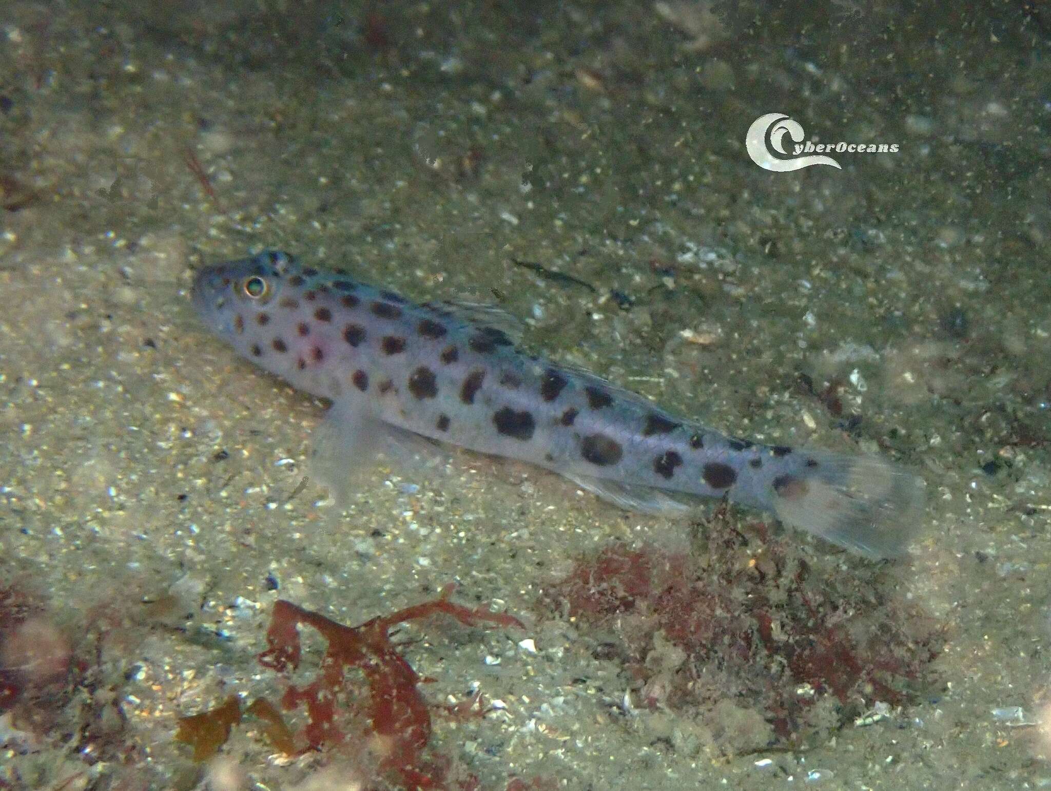 صورة Thorogobius ephippiatus (Lowe 1839)