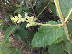 Слика од Lepechinia betonicifolia (Lam.) Epling