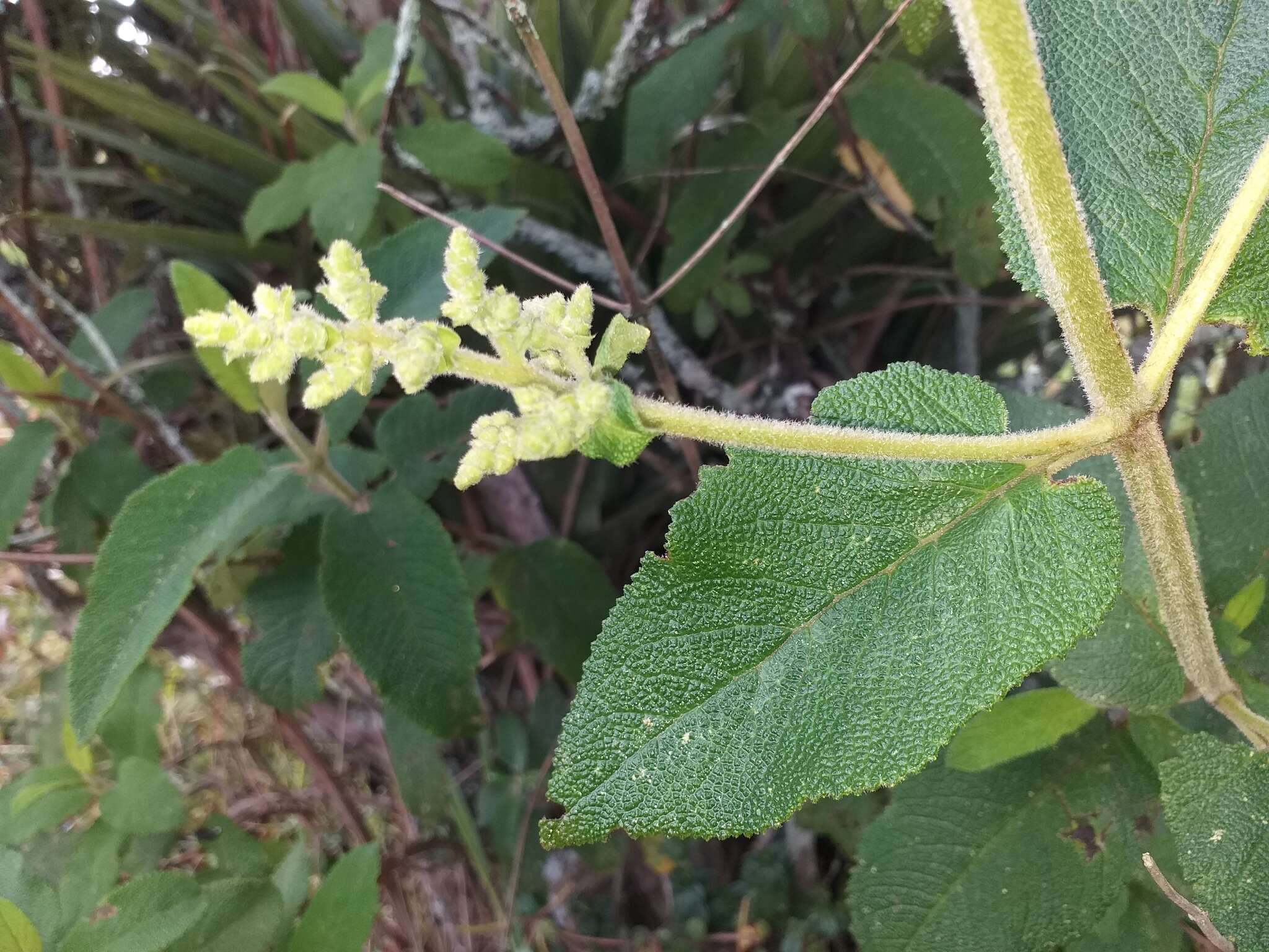 Слика од Lepechinia betonicifolia (Lam.) Epling