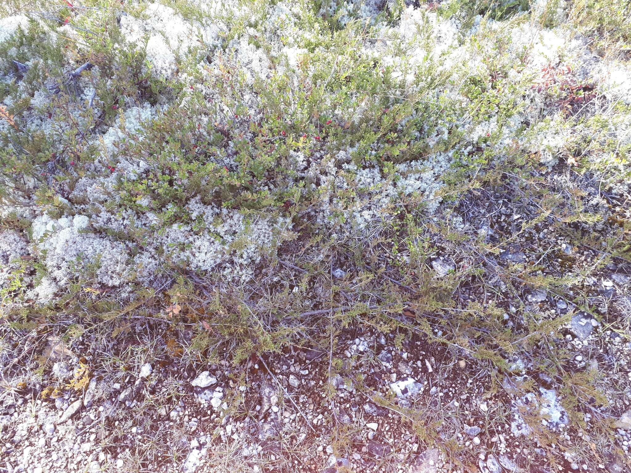 Image of creeping juniper