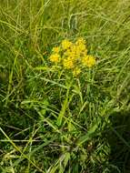 Image of Riddell's Goldenrod