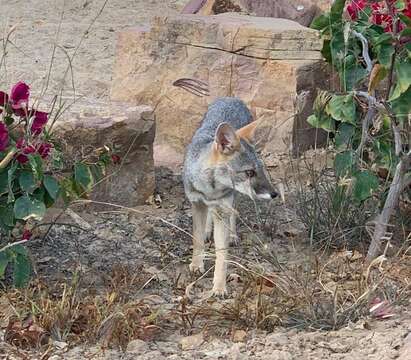 Imagem de Raposa-do-deserto-peruana