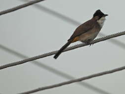 Image of Brown-breasted Bulbul