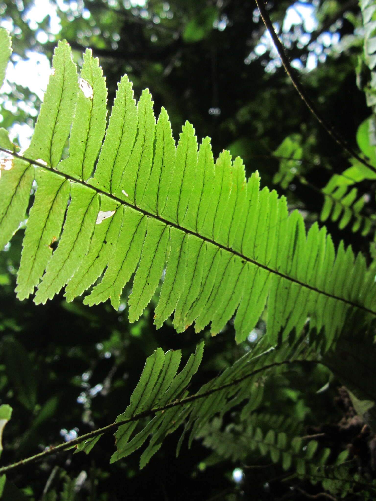 Image of Streamside Sword Fern