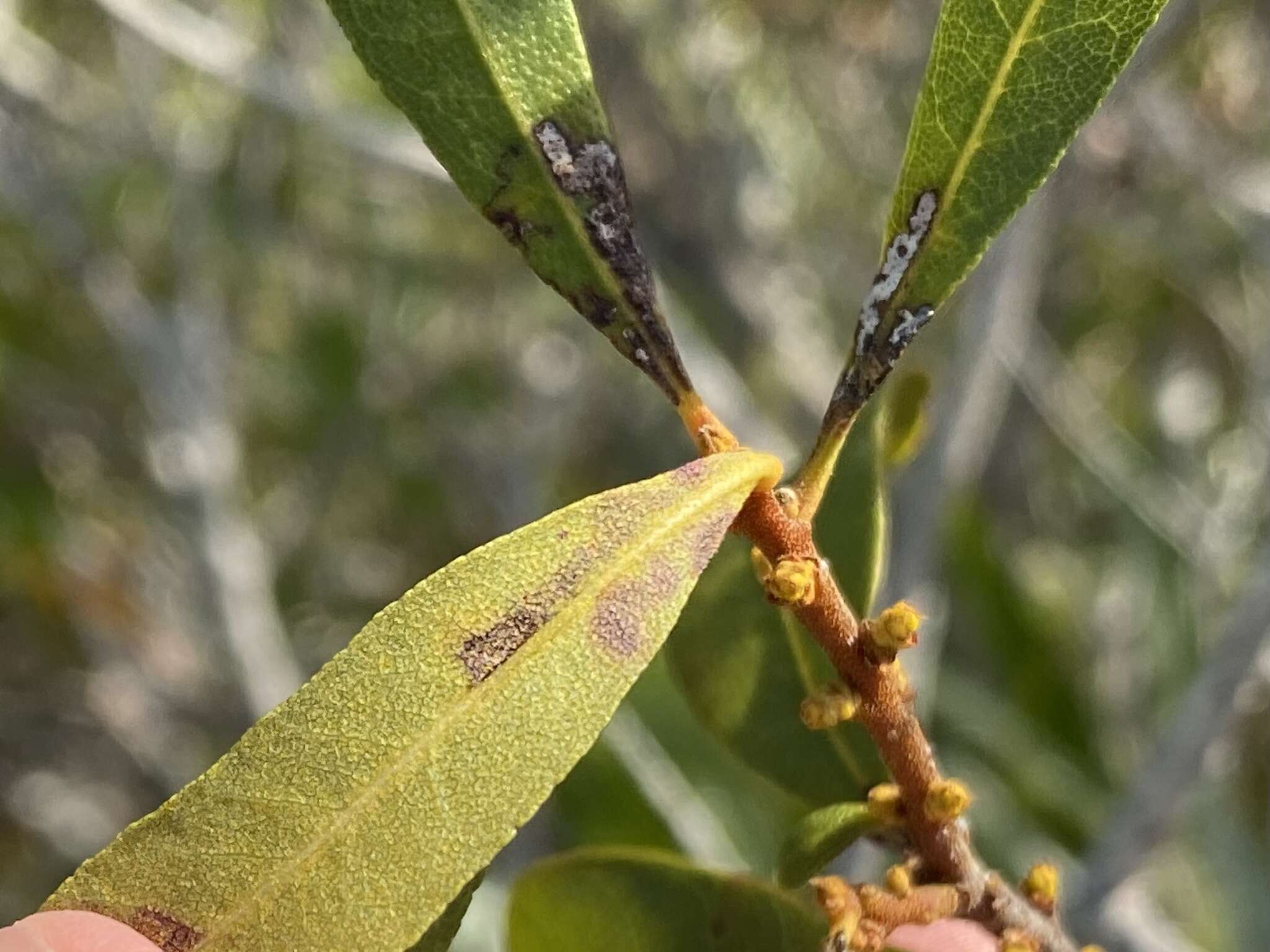 Imagem de Stigmella betulicola (Stainton 1856) Beirne 1945