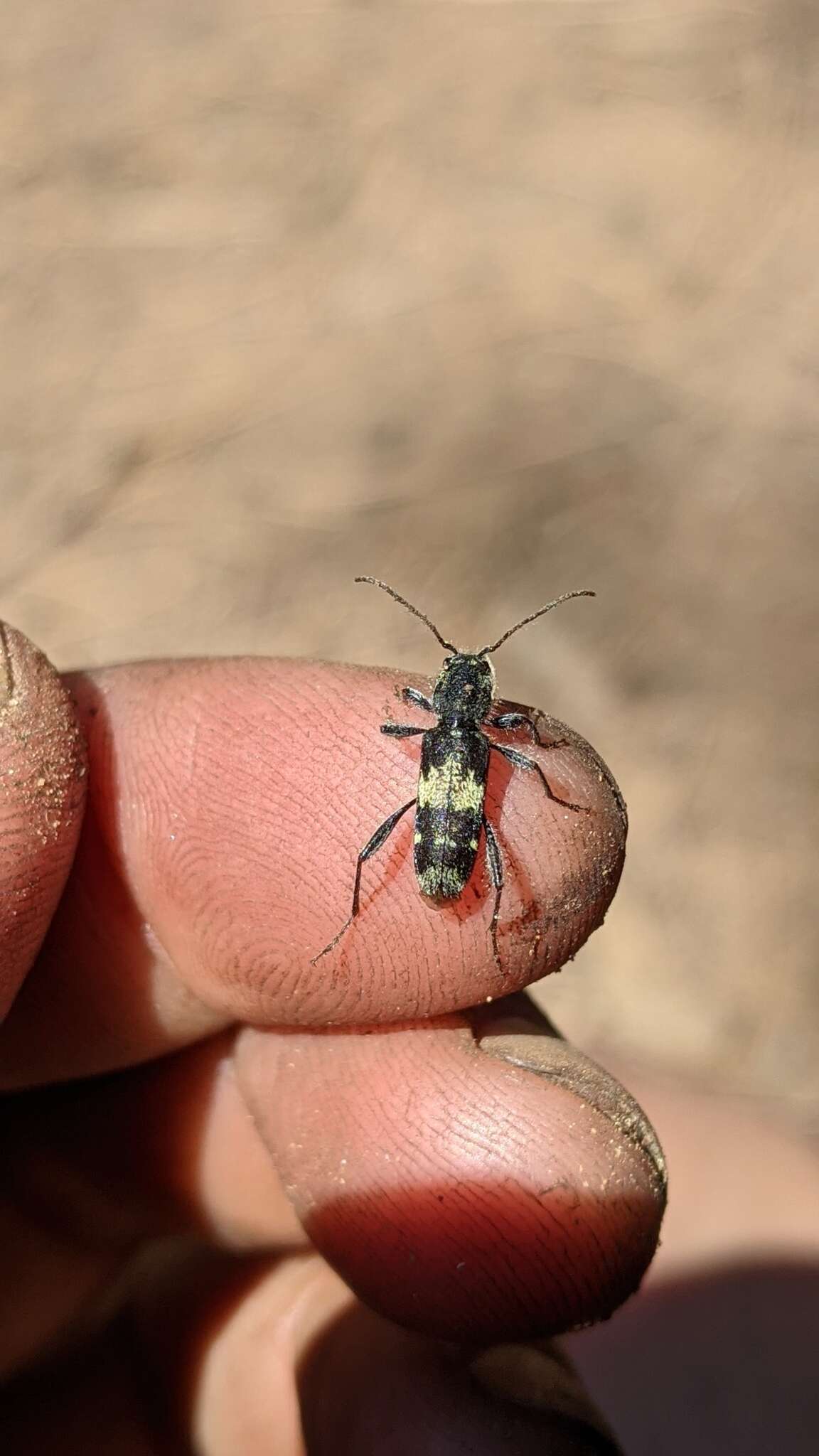 Plancia ëd Clytus clitellarius (Van Dyke 1920)