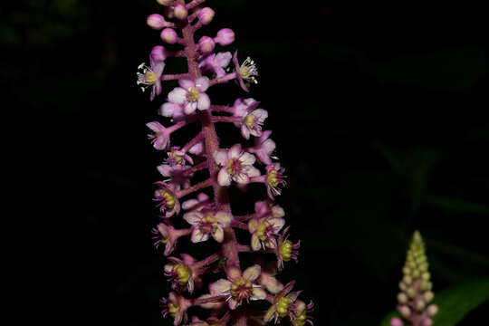 Image of tropical pokeweed