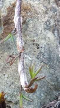 Image of Leptinella pectinata subsp. pectinata