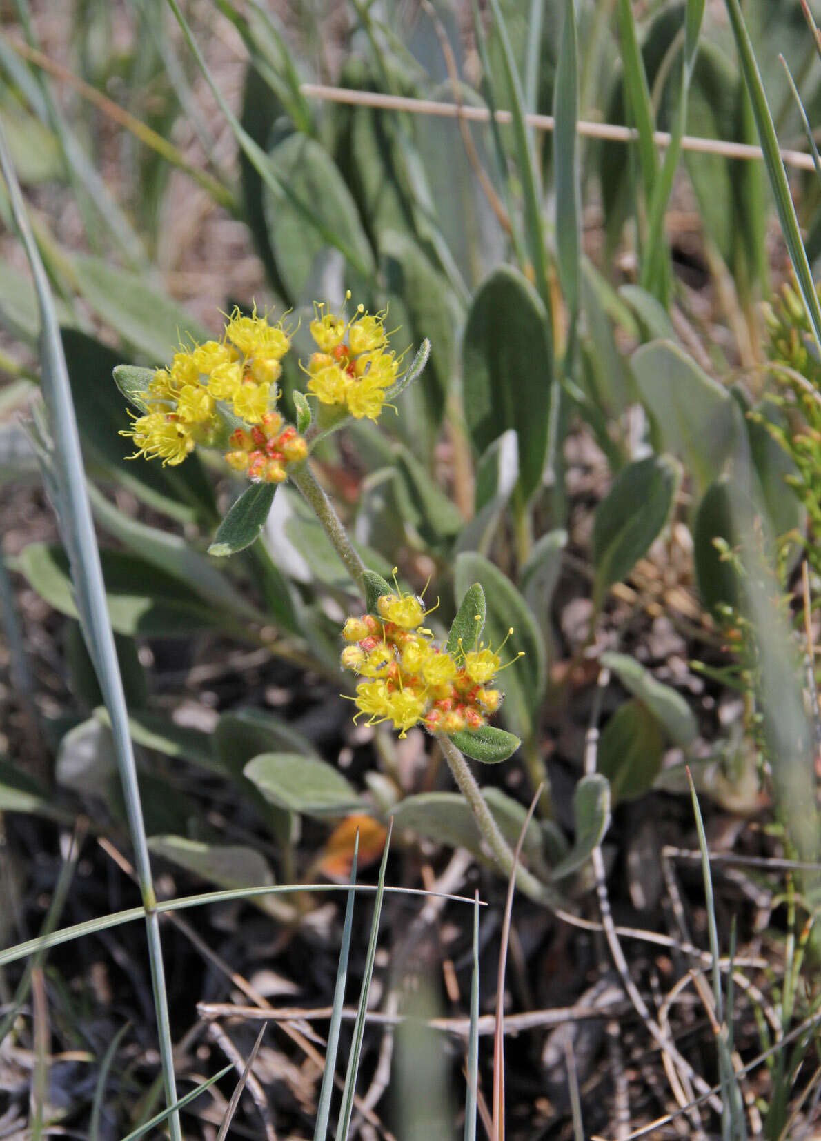 Imagem de Eriogonum flavum Nutt.