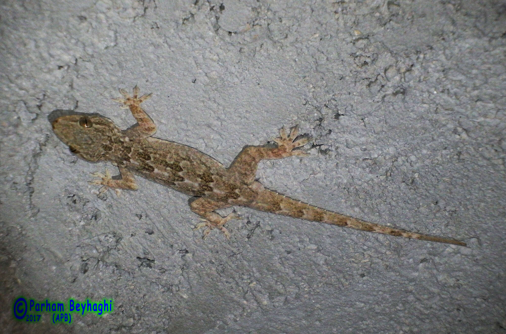 Слика од Hemidactylus flaviviridis Rüppell 1835