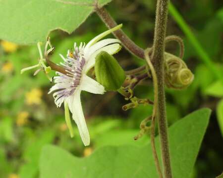 Слика од Passiflora sexflora A. Juss.