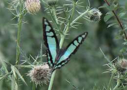 Image of Glassy Bluebottle Butterfly