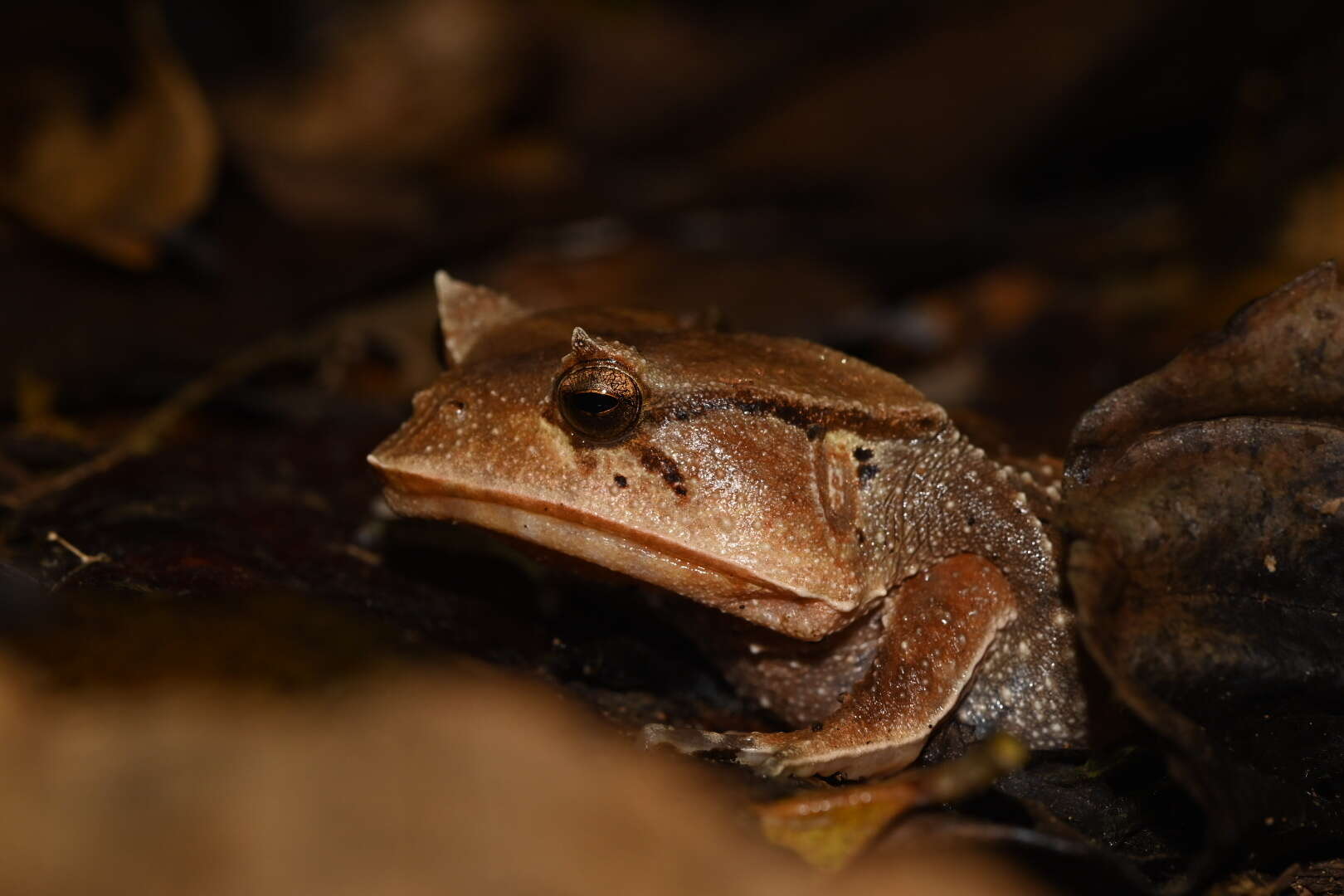 Imagem de Hemiphractus scutatus (Spix 1824)