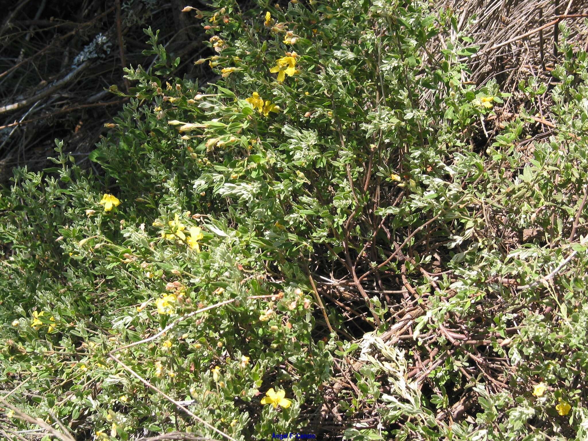 Image of Halimium lasianthum subsp. alyssoides (Lam.) Greuter