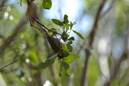 Image of Green-backed White-eye