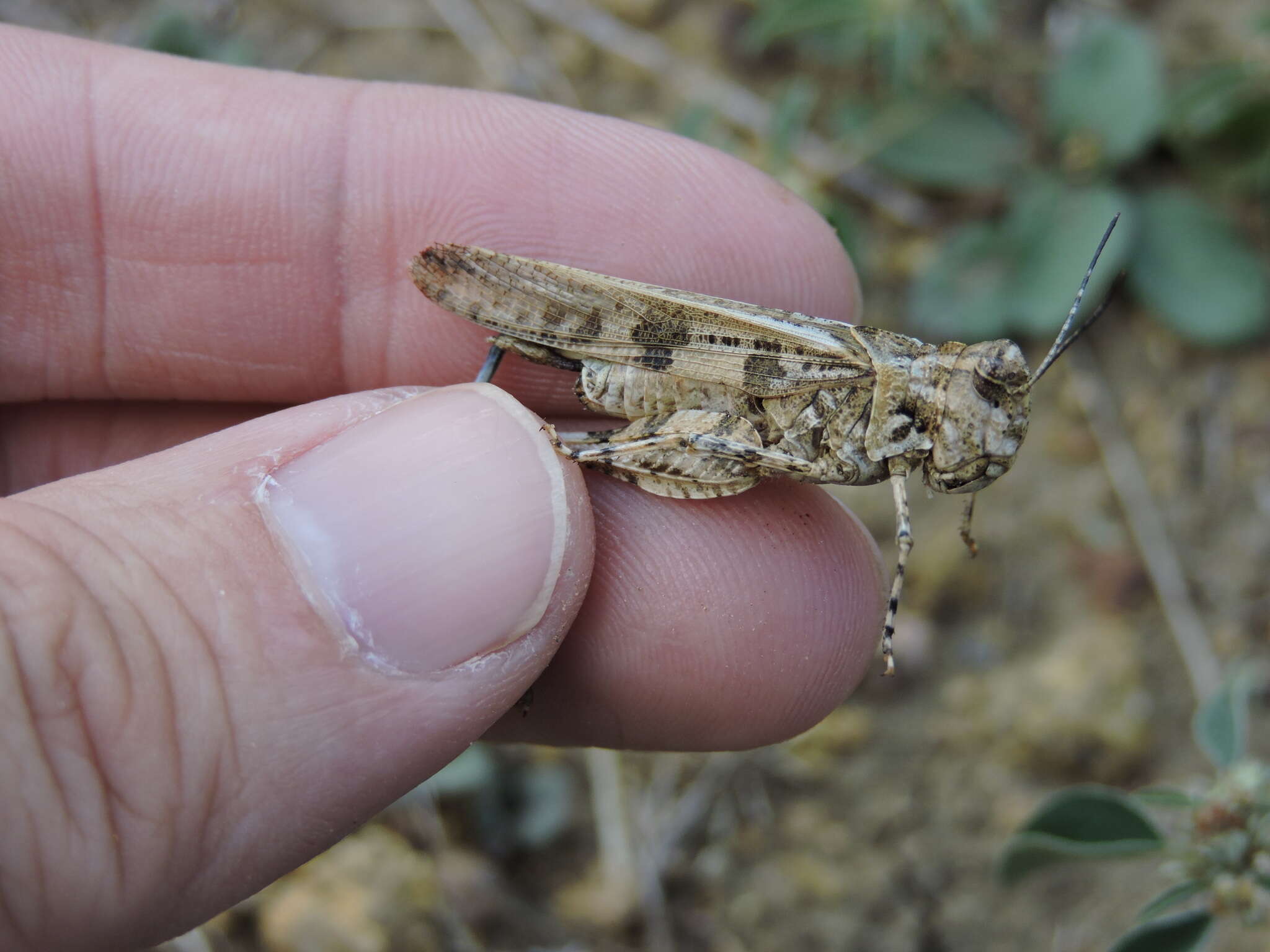 Слика од Trachyrhachys kiowa (Thomas & C. 1872)