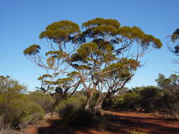 Image of Eucalyptus formanii C. A. Gardner