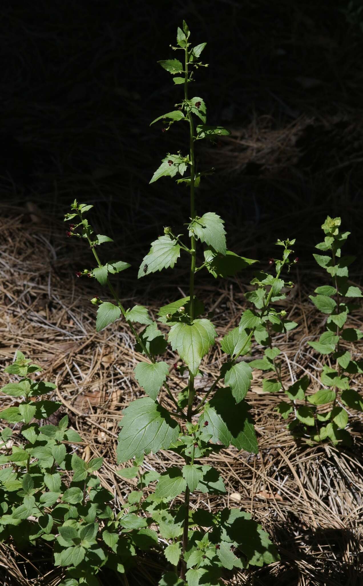 Imagem de Scrophularia peregrina L.