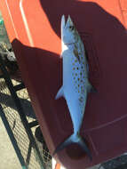 Image of Atlantic Spanish Mackerel