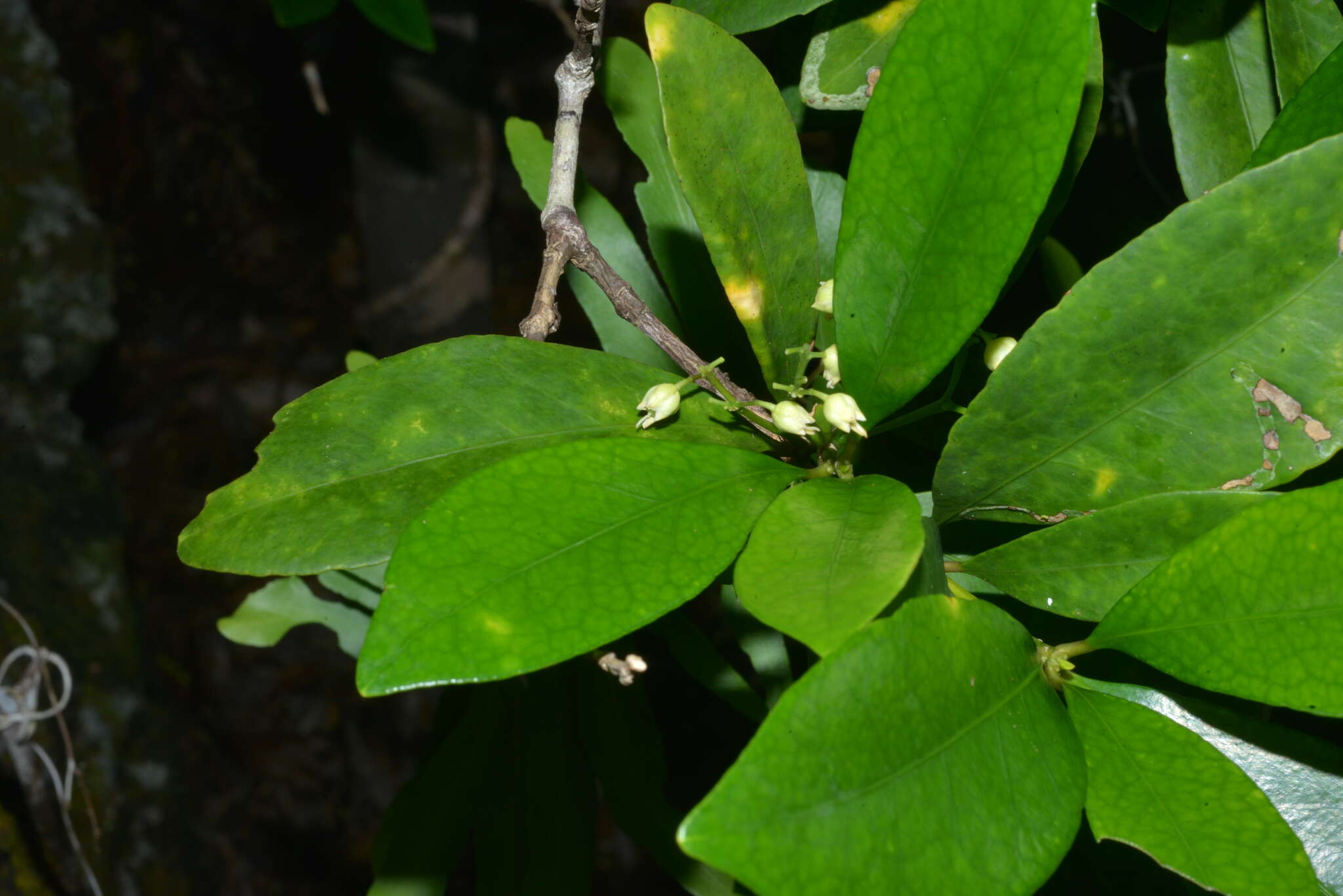 Sivun Hybanthus austrocaledonicus (Vieill.) Melchior kuva