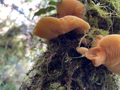 Image of Sarcomyxa edulis (Y. C. Dai, Niemelä & G. F. Qin) T. Saito, T. Tonouchi & T. Harada 2014