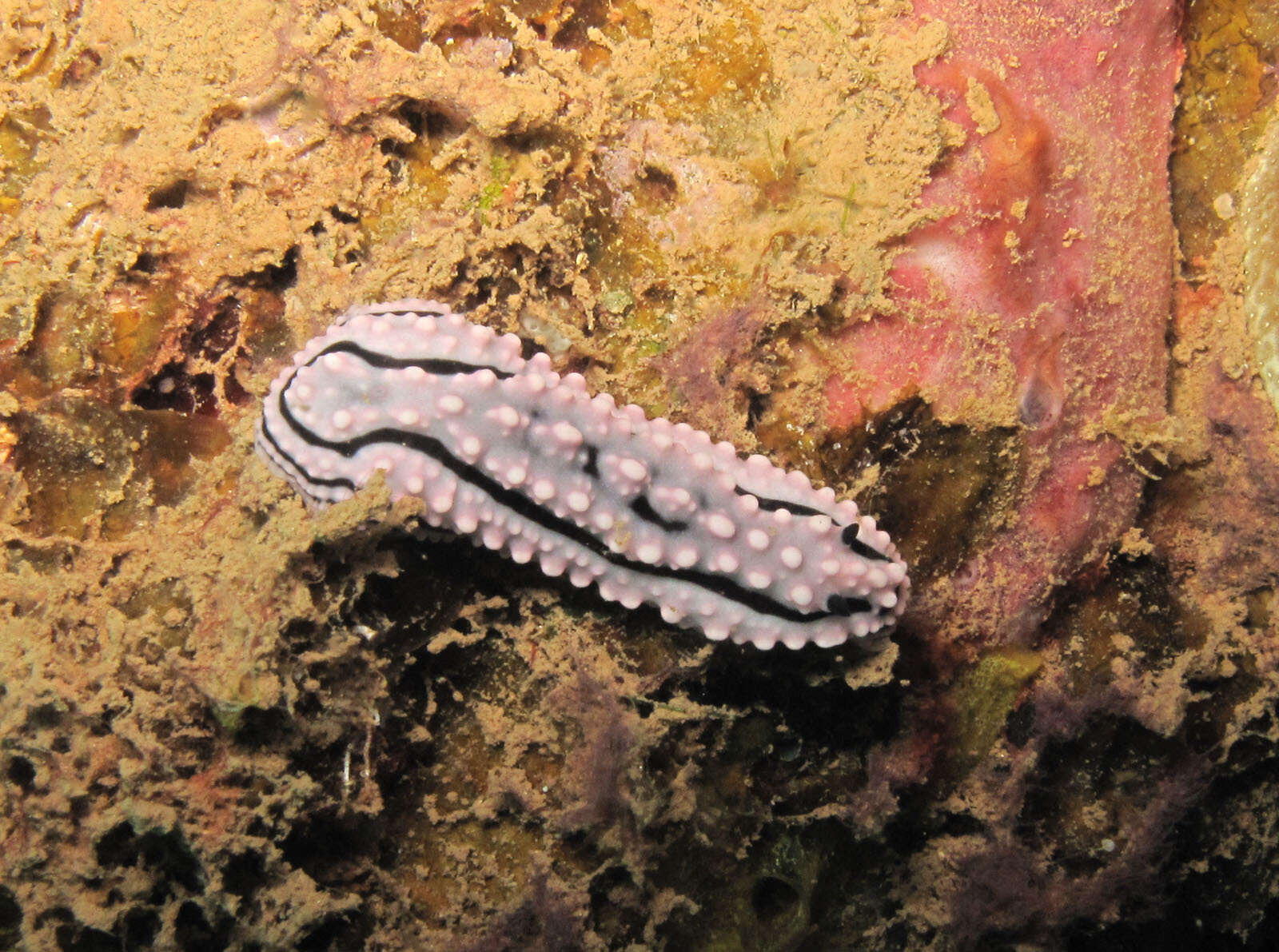 Image of Phyllidiella zeylanica (Kelaart 1859)