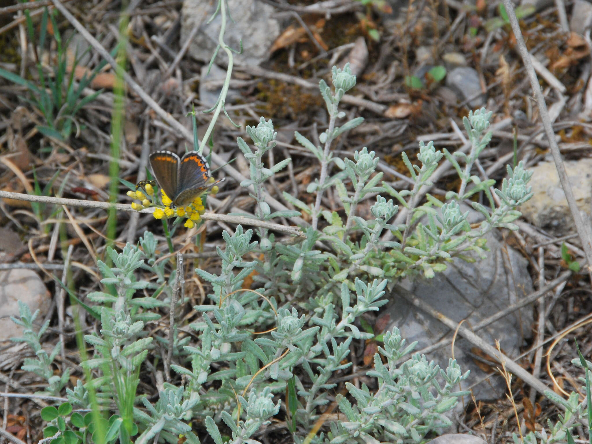 Sivun Teucrium capitatum subsp. capitatum kuva