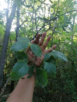 Image de Bursera heteresthes Bullock