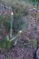 Image of Linaria nivea Boiss. & Reuter