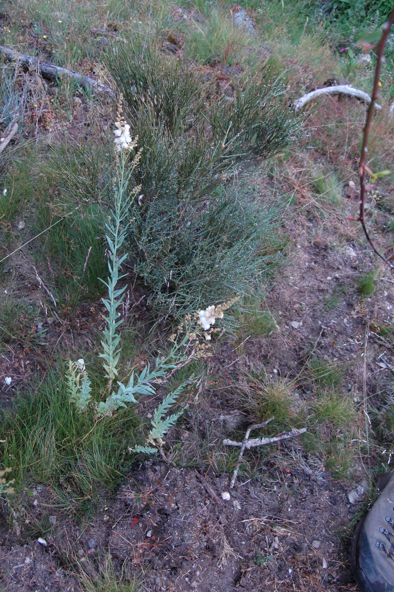 Image of Linaria nivea Boiss. & Reuter