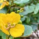 Senna appendiculata (Vogel) Wiersema resmi