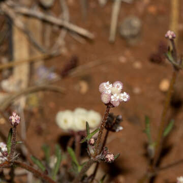 Imagem de Trachymene ornata (Endl.) Druce