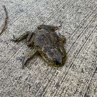 Image of Chilean Toad