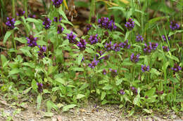 Plancia ëd Prunella vulgaris subsp. asiatica (Nakai) H. Hara