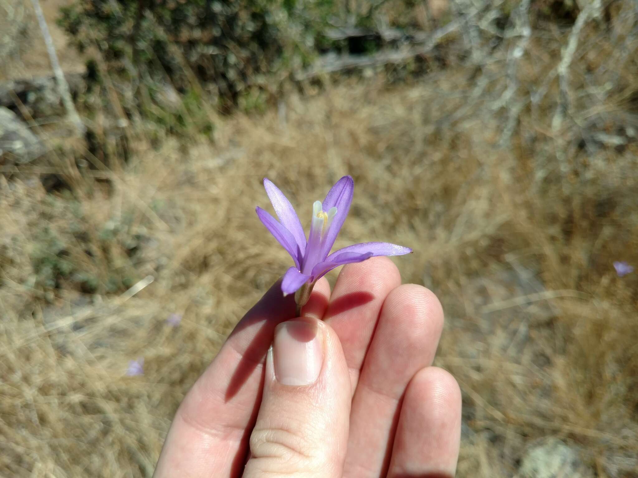 Image of California brodiaea