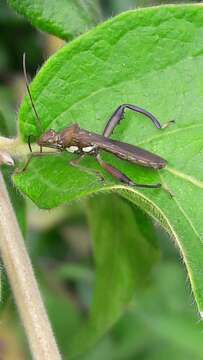 Image of Texas Bow-legged Bug